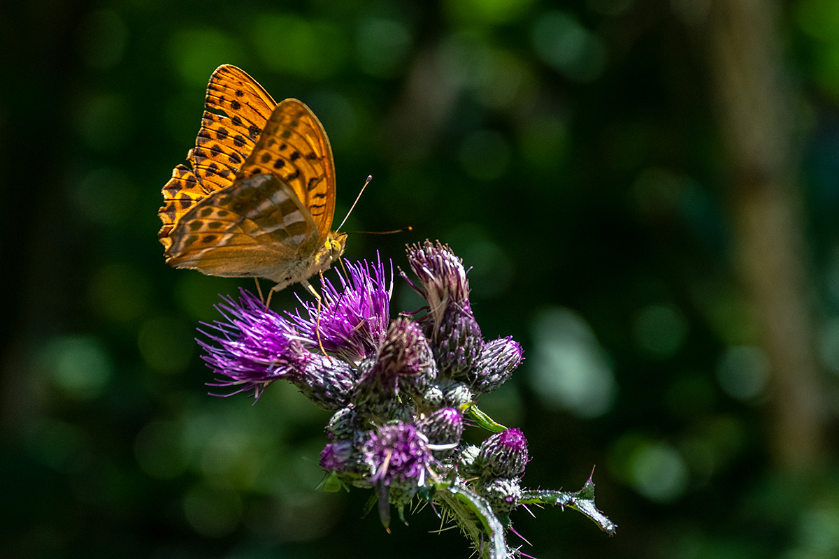 20180719_D500_2278NF.jpg