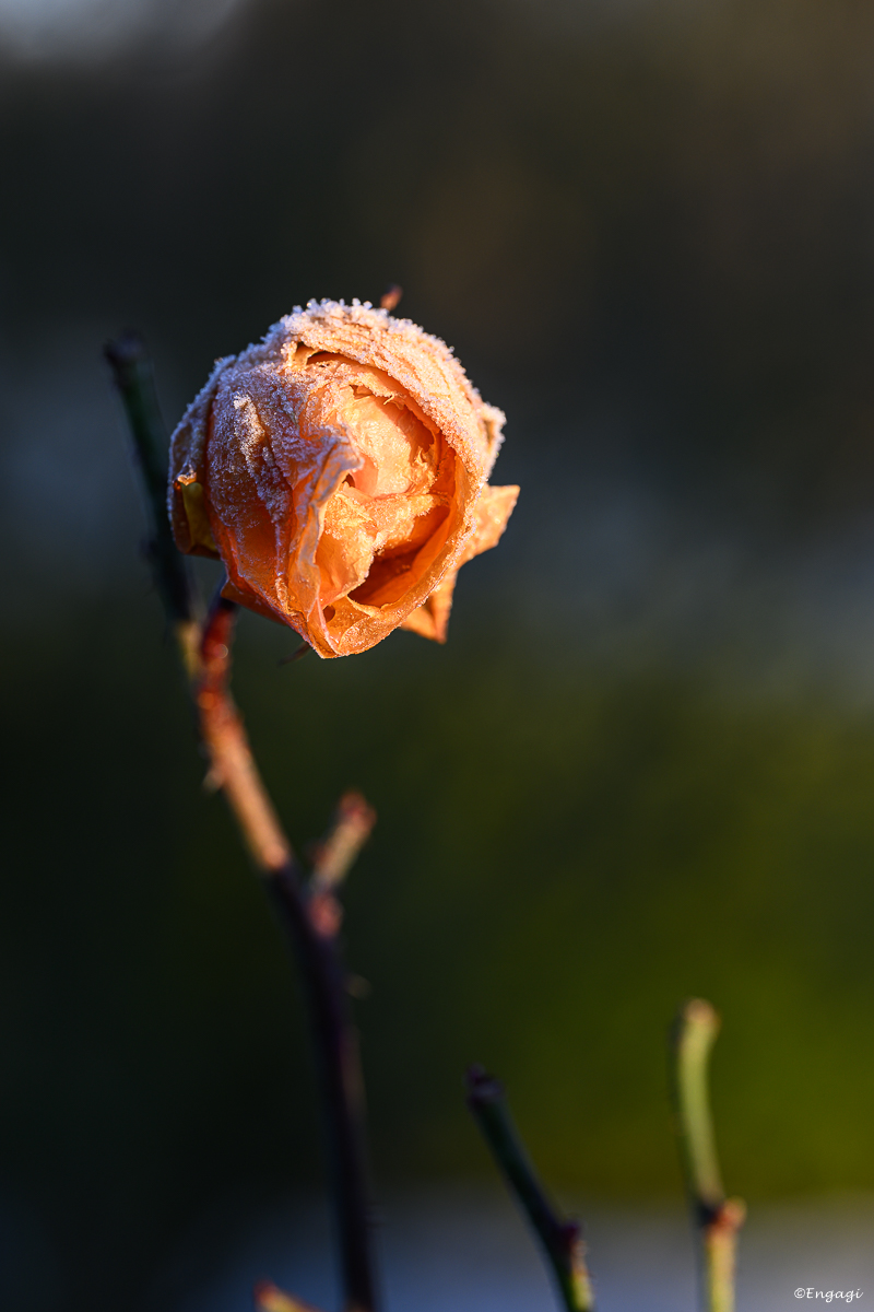 DSC_0071.jpg