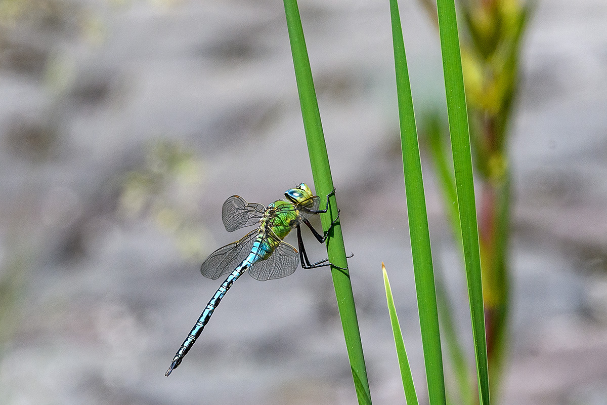 20180521_D500_3866NF.jpg