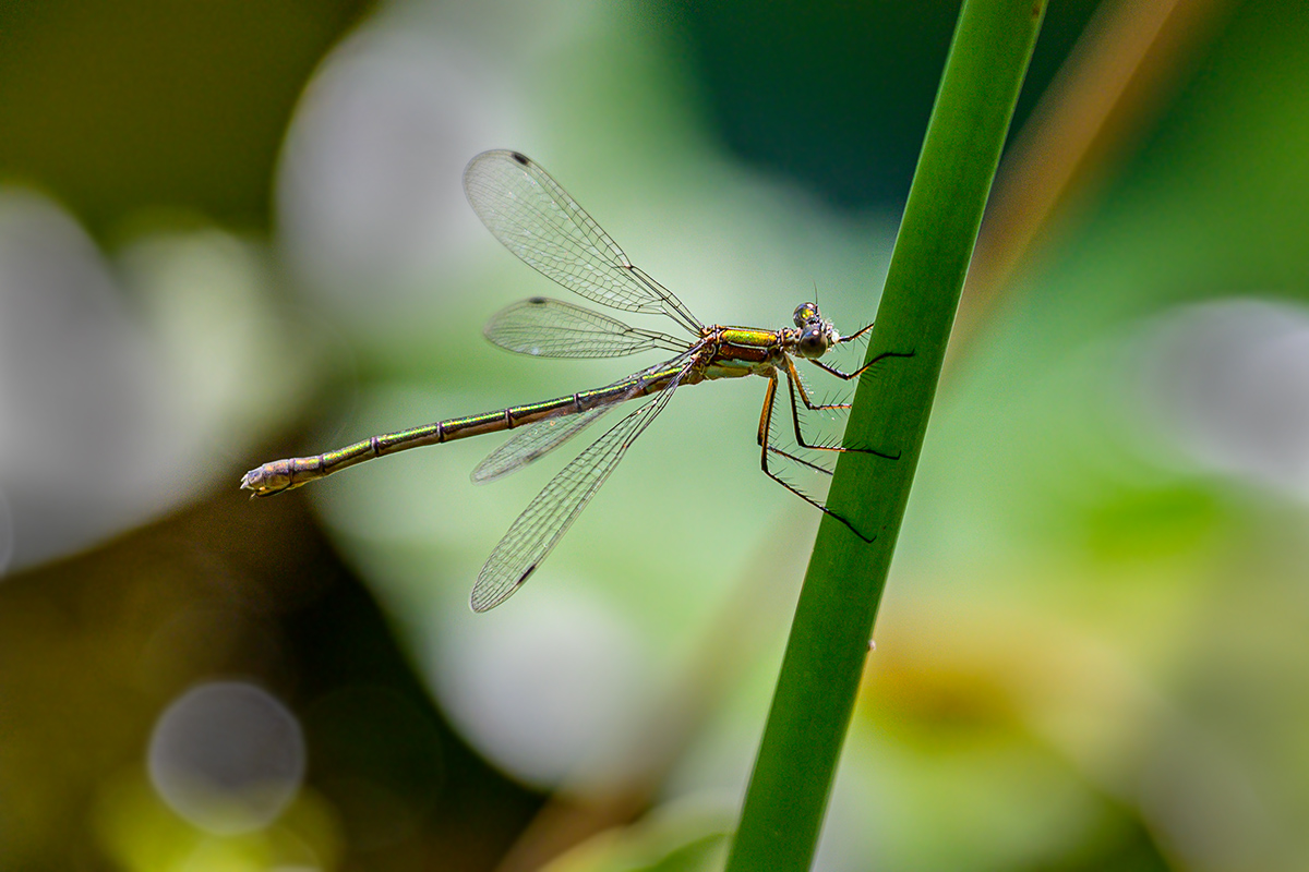 20190816_NZ6_0130NF.jpg