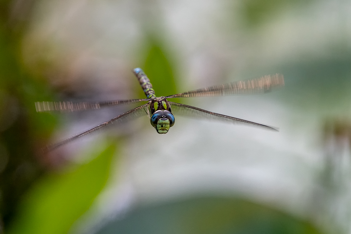 20180804_ND5_0267NF.jpg