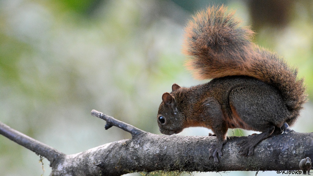 Das Bild zeigt ein graubraunes Eichhörnchen mit rötlichem, busschigem Schwarnz auf einem waagerechten Ast.