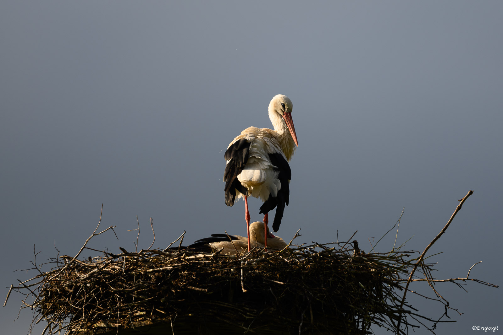 DSC_7704.jpg