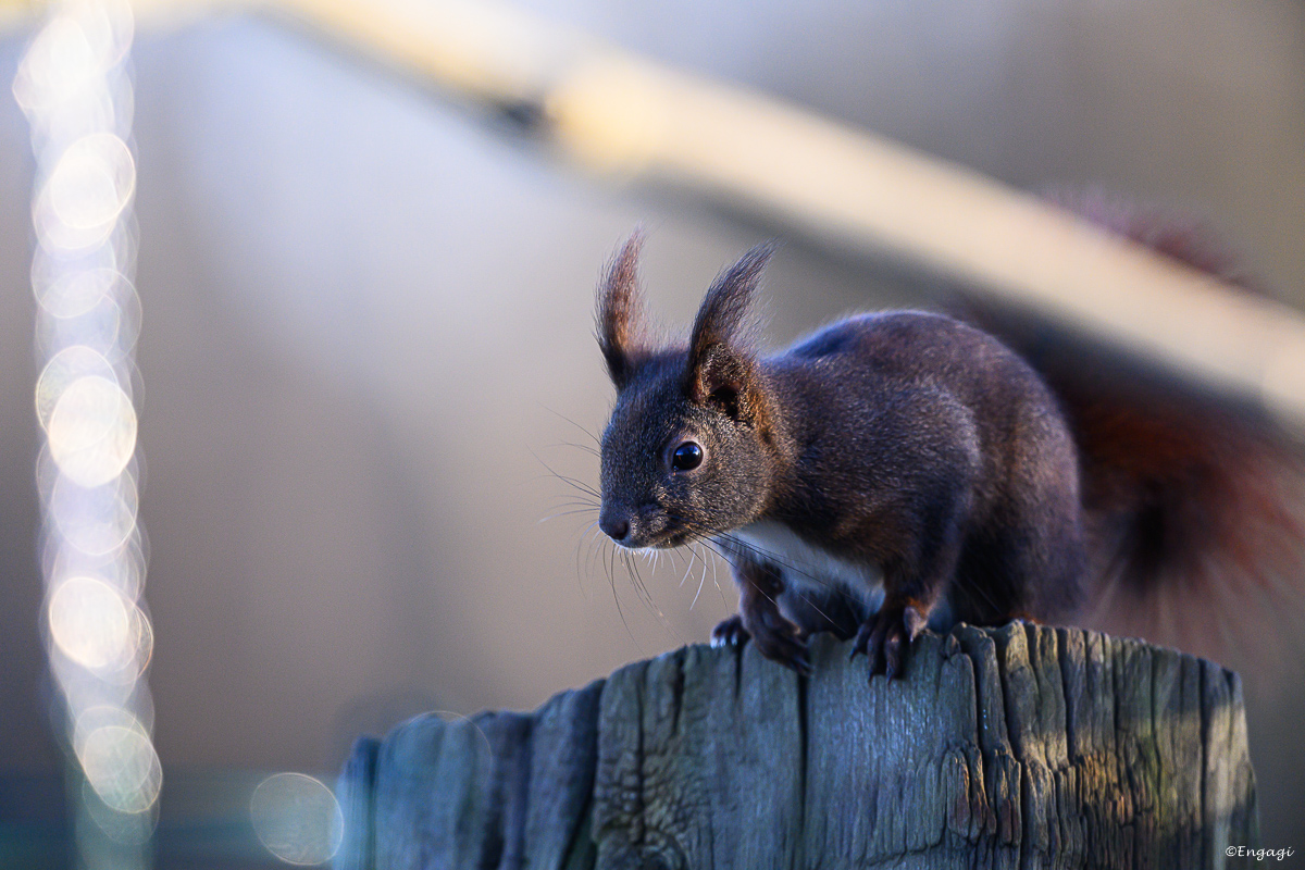 DSC_0618.jpg