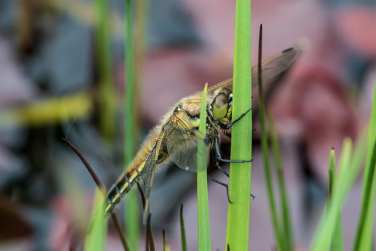 20190511_D850_1305NF.jpg