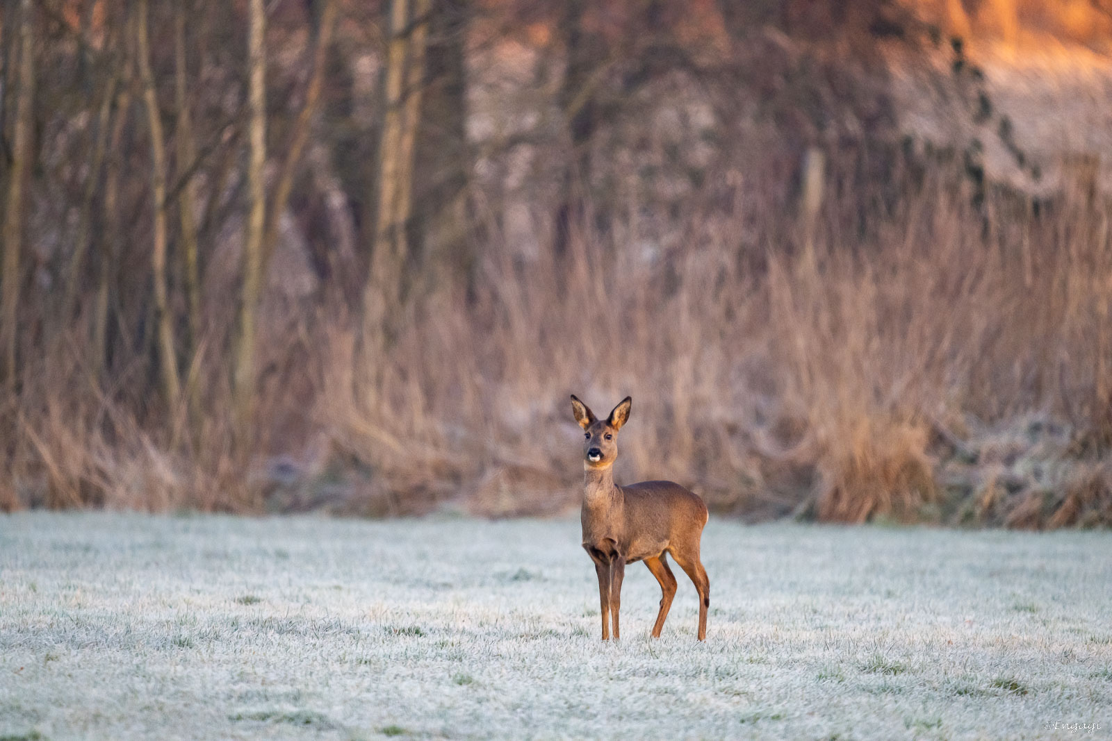 DSC_8278.jpg