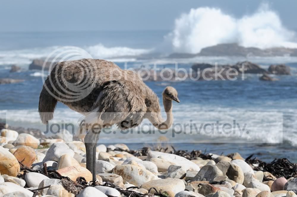 Ostrich_0001.jpg