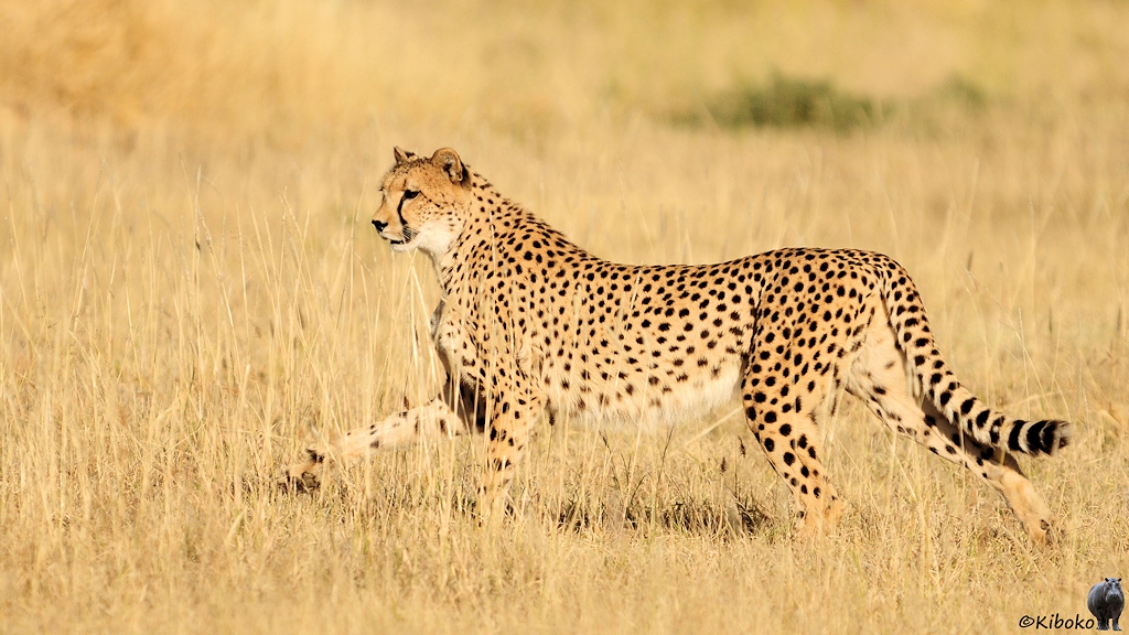 Ein zweiter Gepard trabt in die Gegenrichtung durch das tockene Gras.