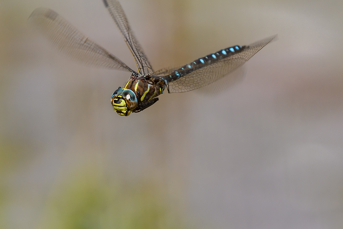 20180910_D500_0402NF.jpg