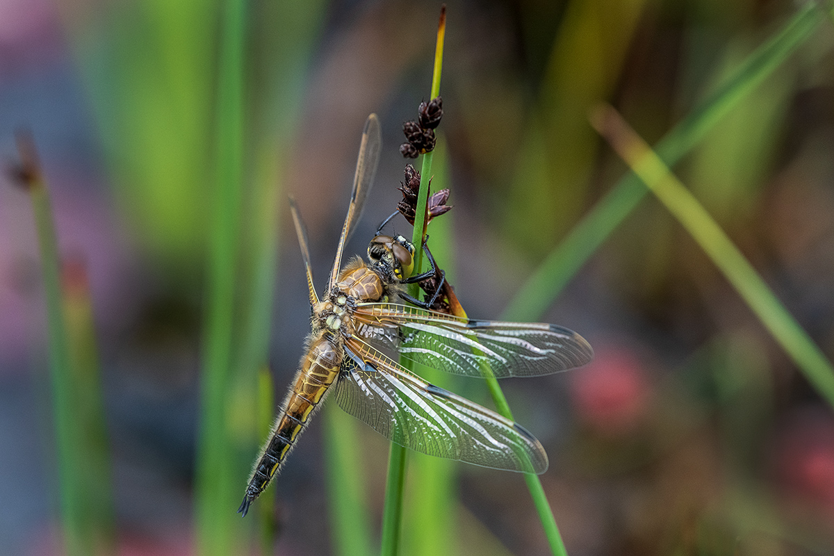 20190511_D850_1208NF.jpg