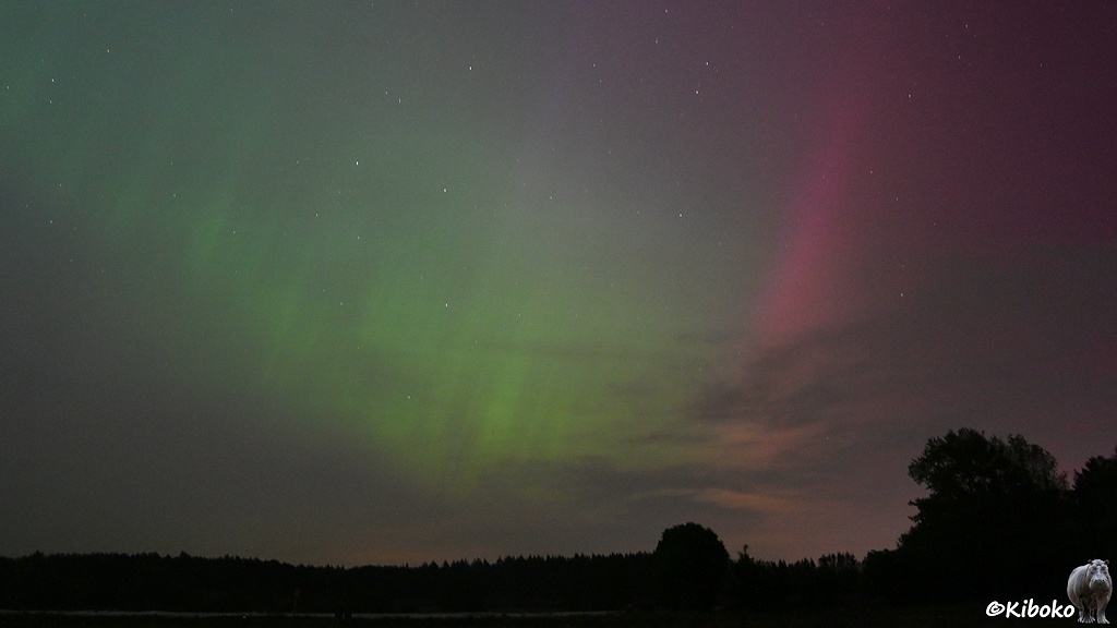 Das Bild zeigt ein Plarlicht in Leuchtend grün mit einem rotvioletten Streifen am rechten Bildrand. Am unteren Bildrand ist eine Landschaft mit Wald.