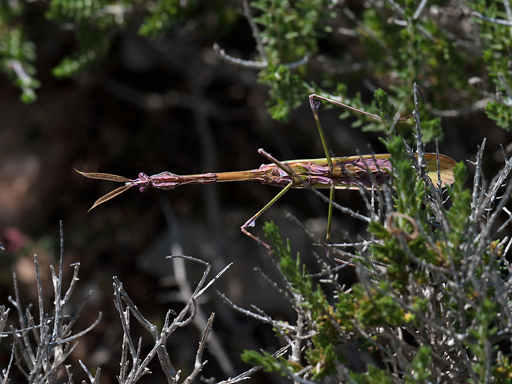 DSC_7647.jpg