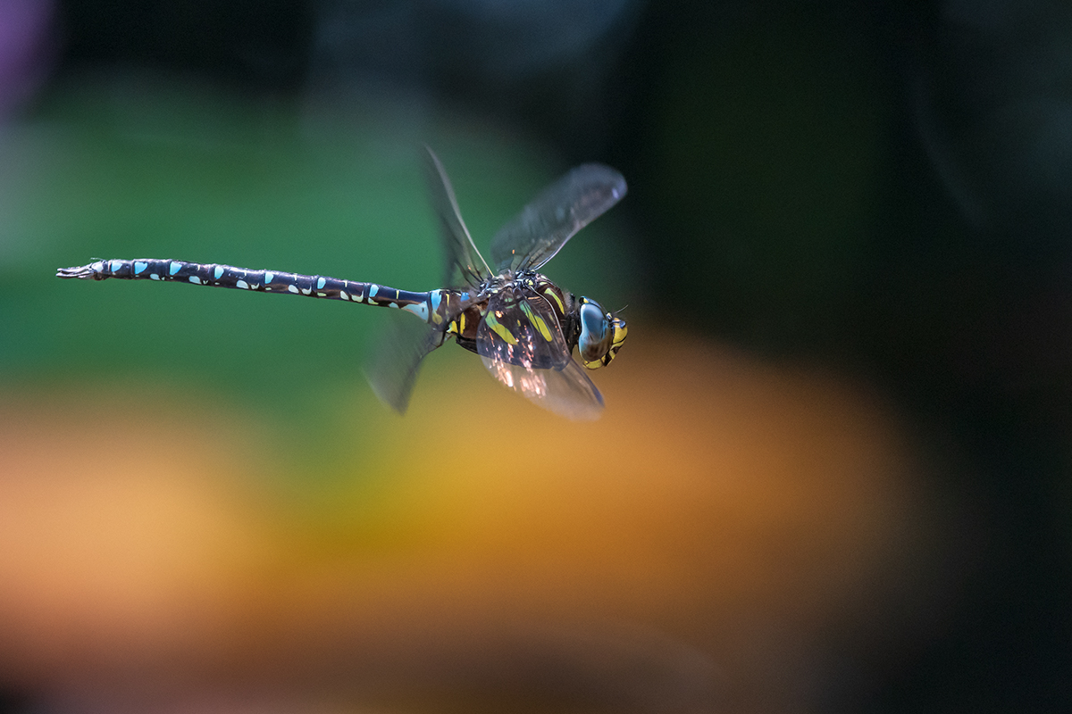 20200918_D500_2340NF.jpg