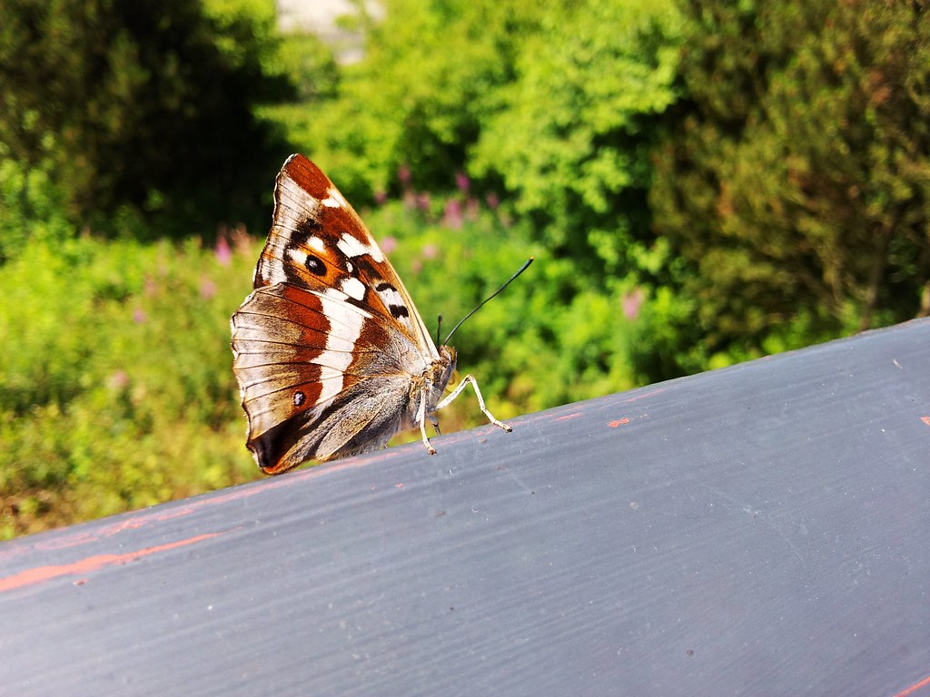 20496529099_4cf6cf443f_b.jpg