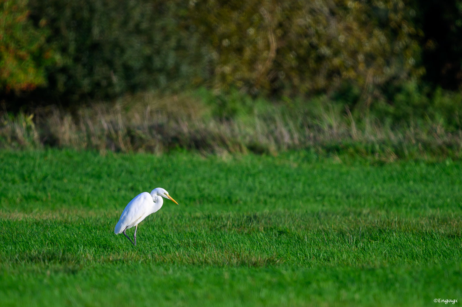 DSC_2708.jpg