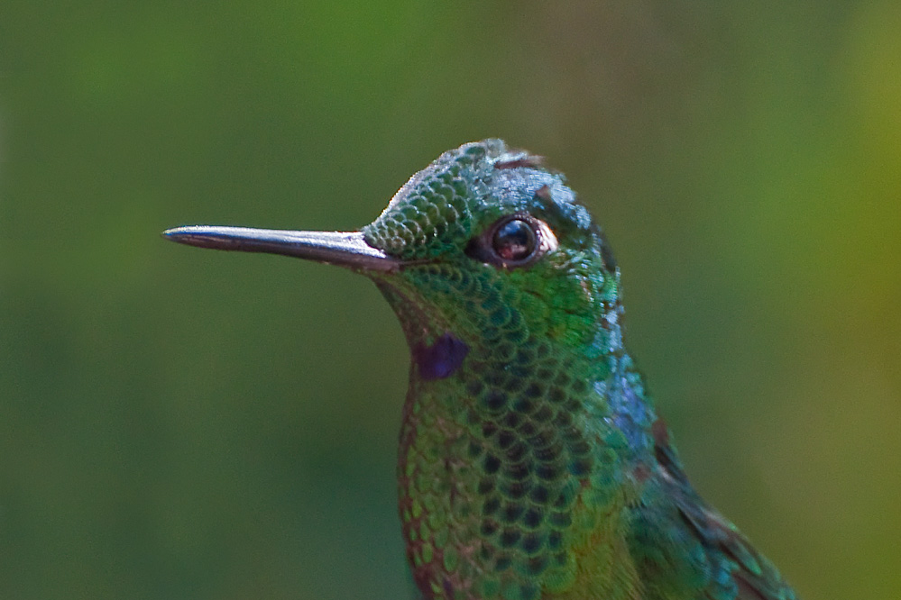 web-kolibri_5.jpg