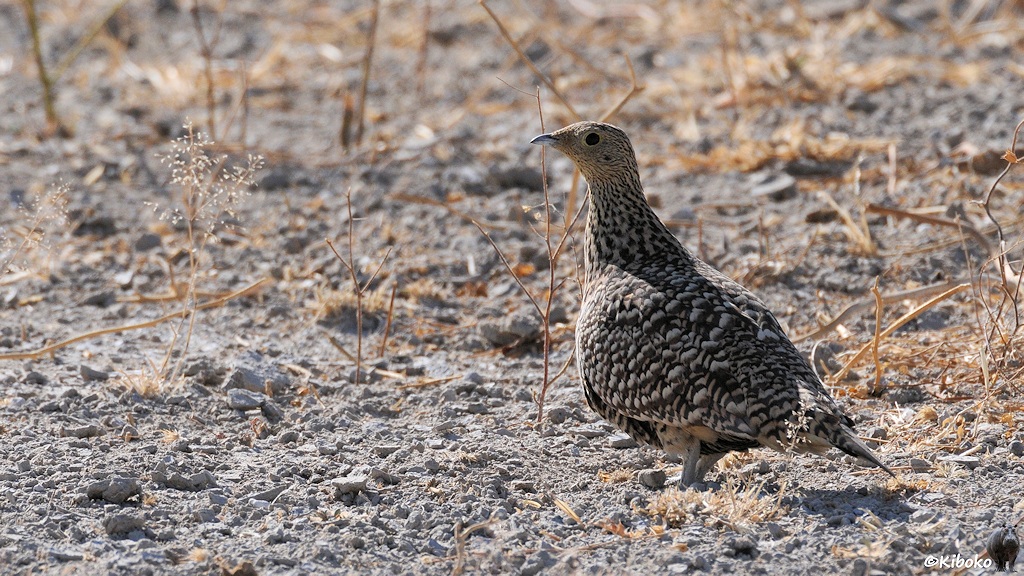 Ein dunkelbraun-weiß gefleckter Hühnervogel läuft über trockenem, hellgrauen Boden zwischen einzelnen trockenen Halmen.