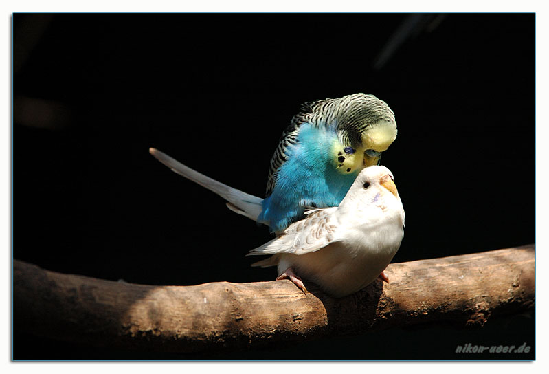DSC_9447.jpg