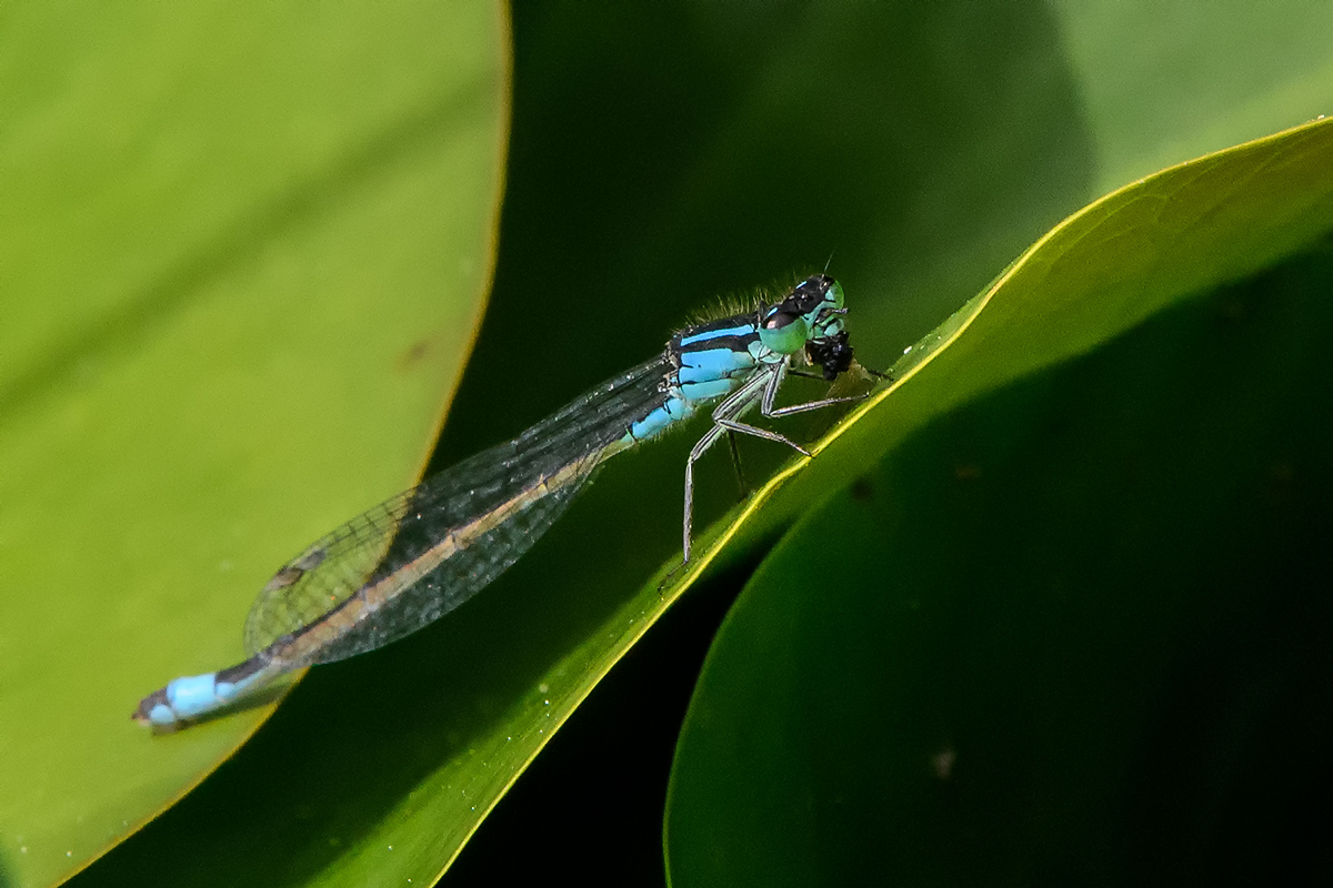 20180609_D500_0918vNF.jpg