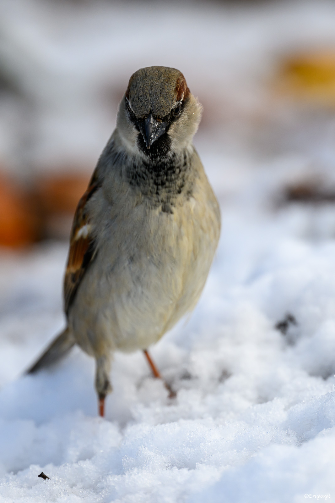 DSC_9009.jpg