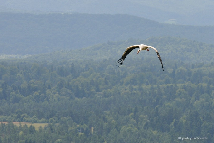 storch1.jpg