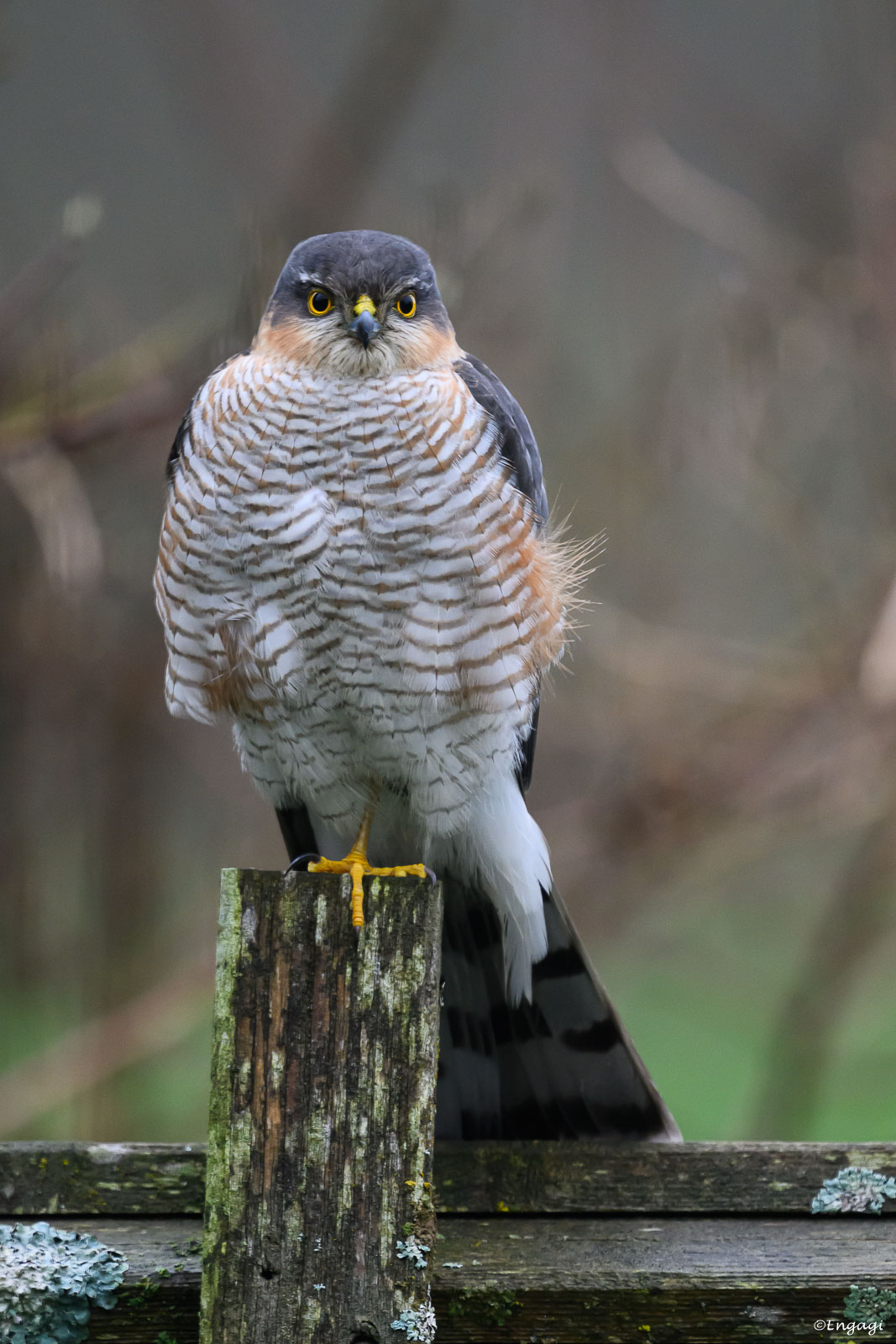 DSC_6434.jpg