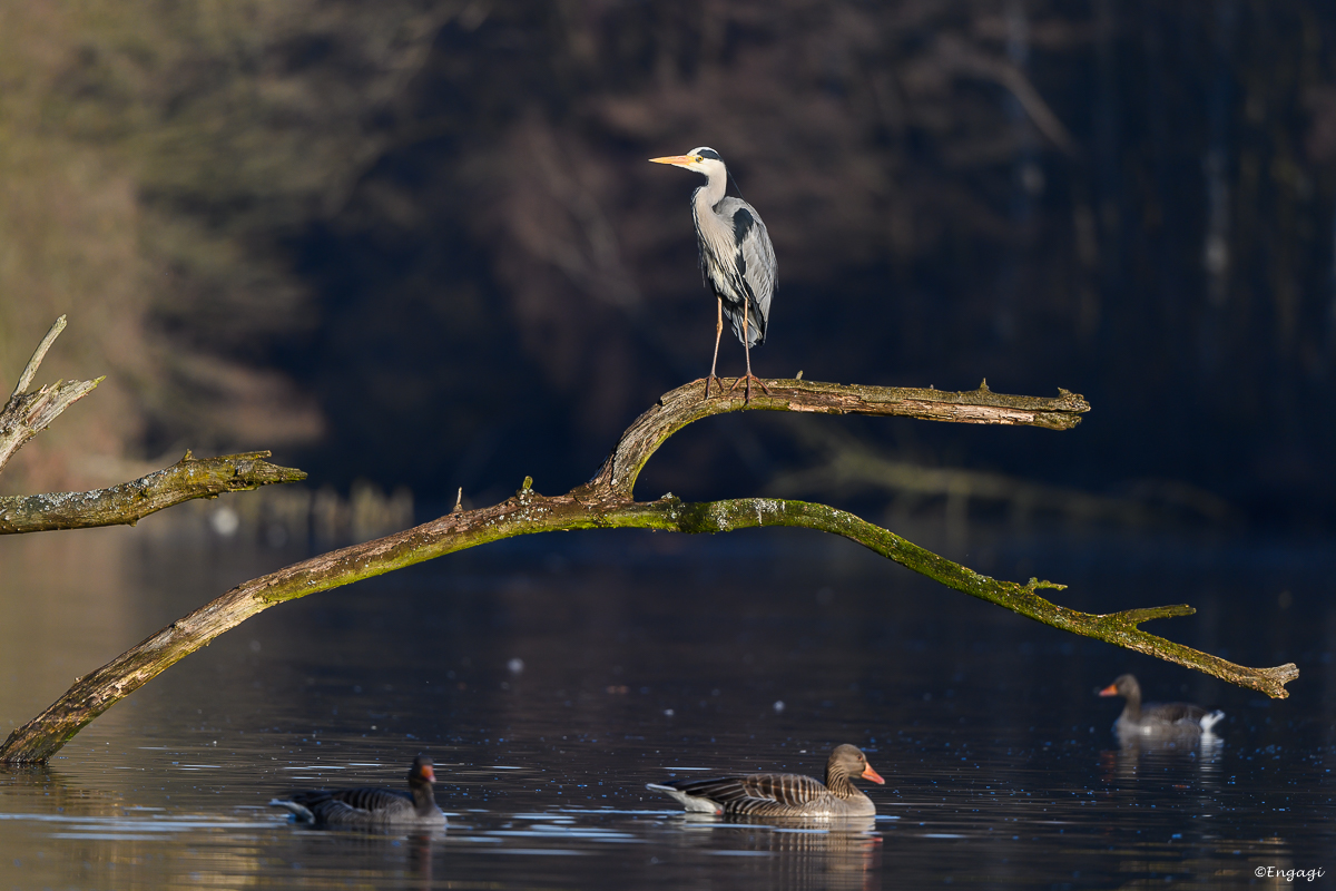 DSC_1241.jpg