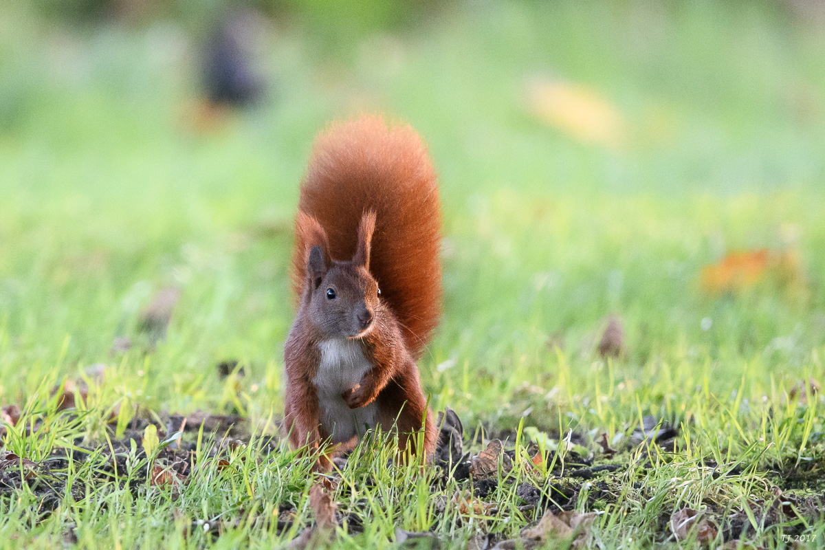 DSC_2867.jpg