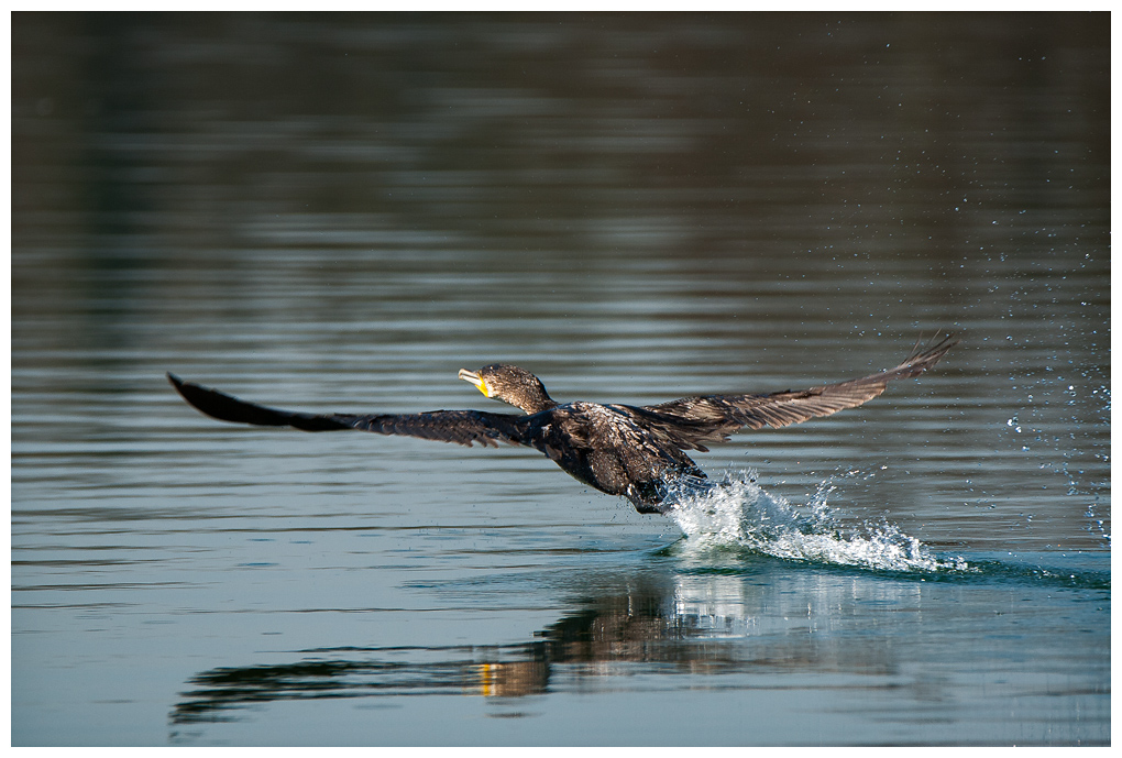 Kormoran001.jpg