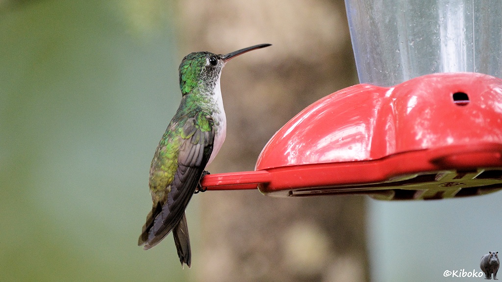 Das Bild zeigt einen grünen Kolibri mit hellgrünem Rücken und weißer Brust, hellbrauem Bauch und dunkelgrauen Flügeln beim Sitzen auf dem roten Plastik einer Futterstelle.
