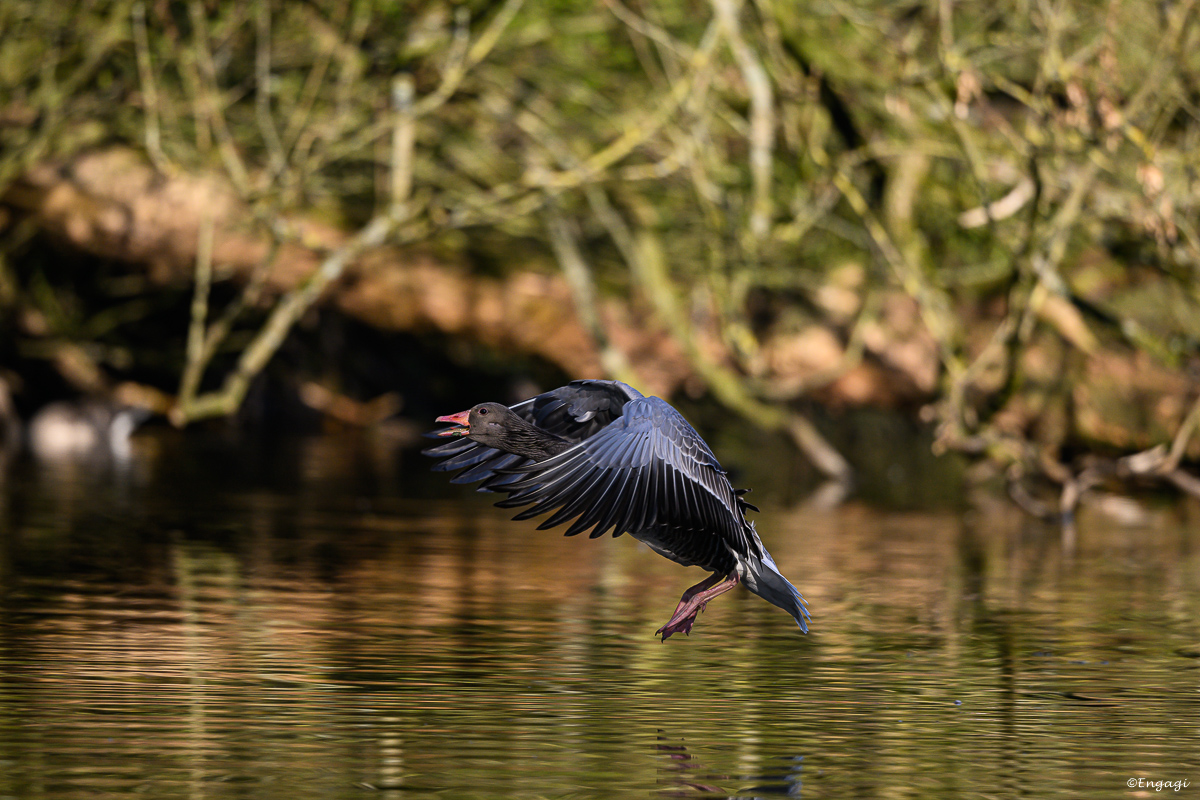 DSC_1620.jpg
