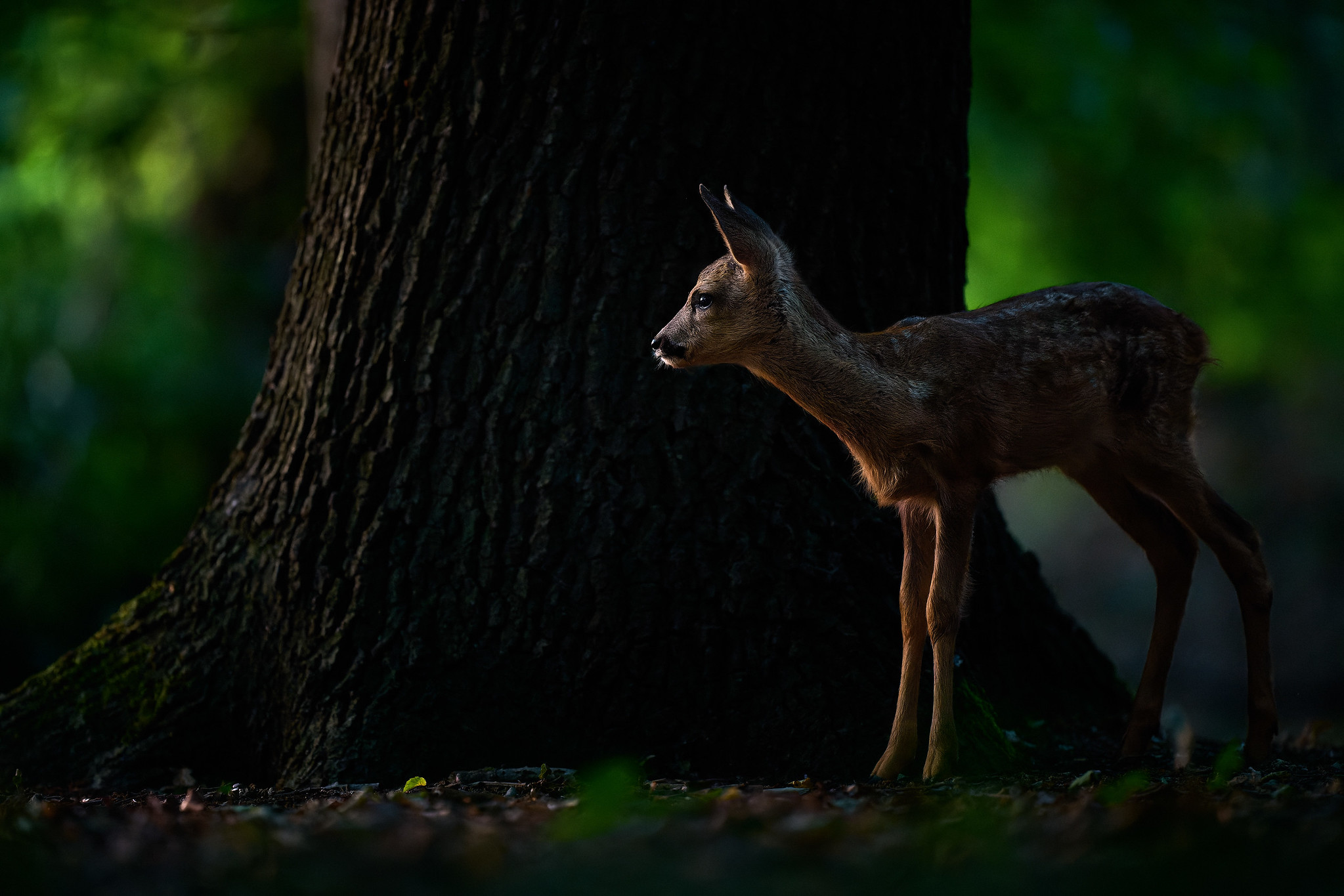 DSC_3016-NEF_DxO_DeepPRIME-X4.jpg