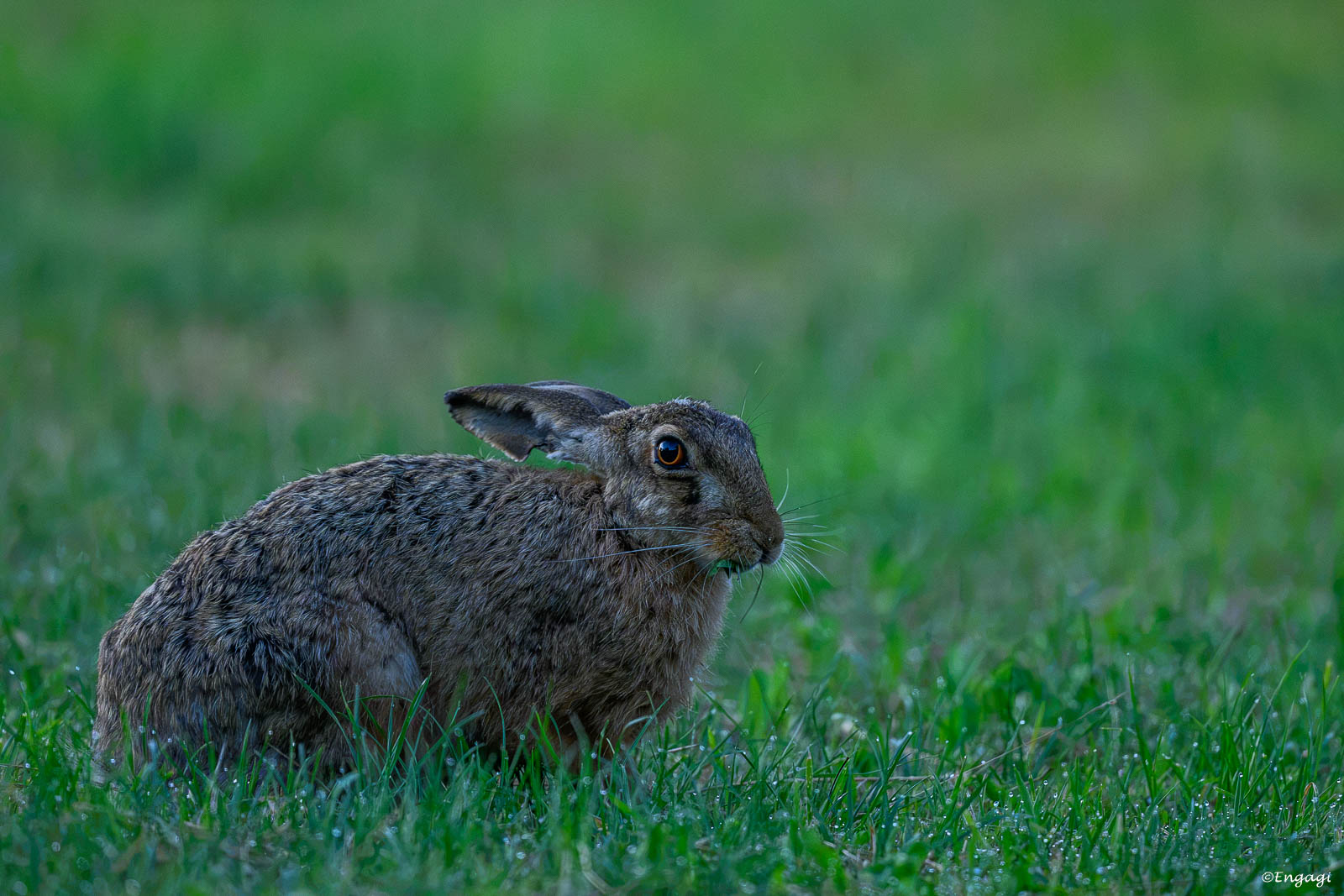 DSC_4502.jpg