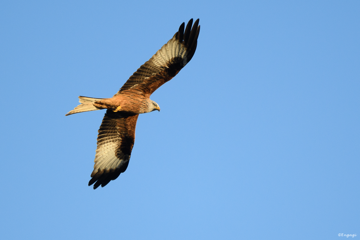 DSC_0942.jpg