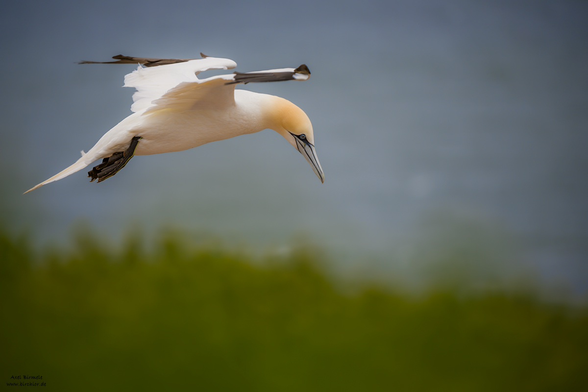 20190501_0568_PS_LAB_1200Px.jpg