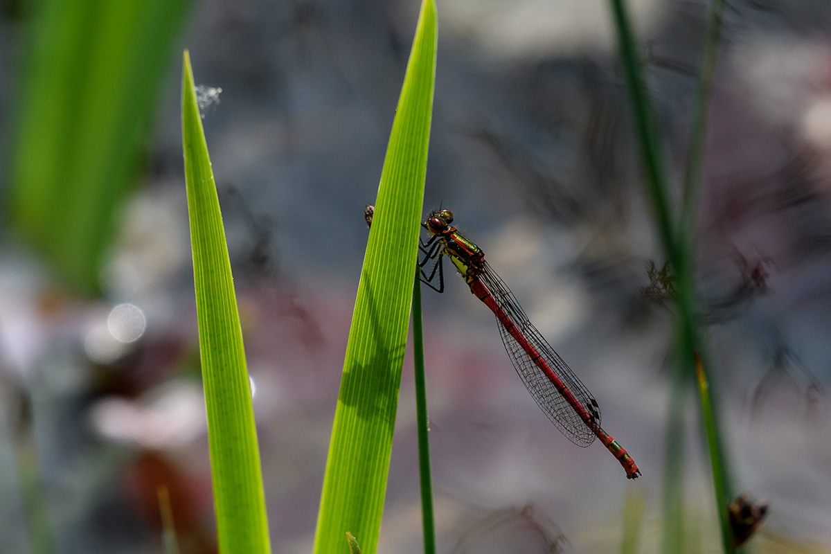 20180503_D500_0332NF.jpg