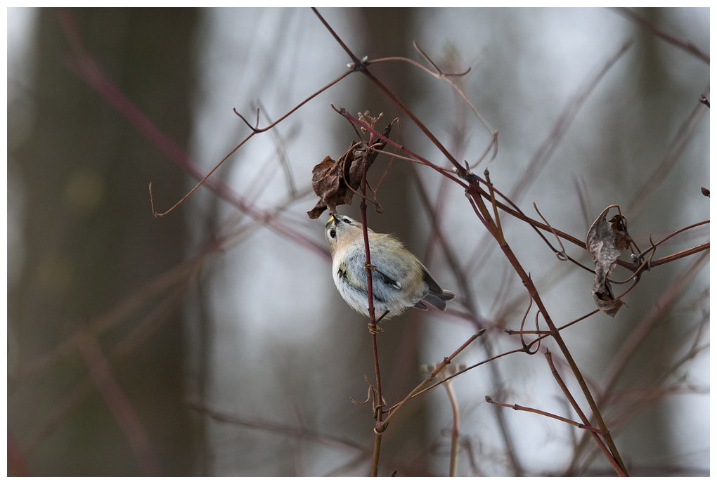 Wintergoldhaehnchen004.jpg