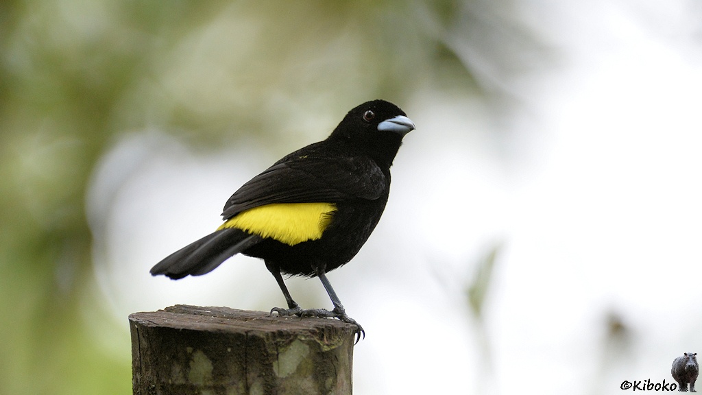 Das Bild zeigt einen schwarzen Vogel schräg von hinten. Gelbe Rückefeder schauen unter dem schwarzen Flügel raus. Der Vogel sitzt auf einem Pfosten vor unscharfem Hintergrund.