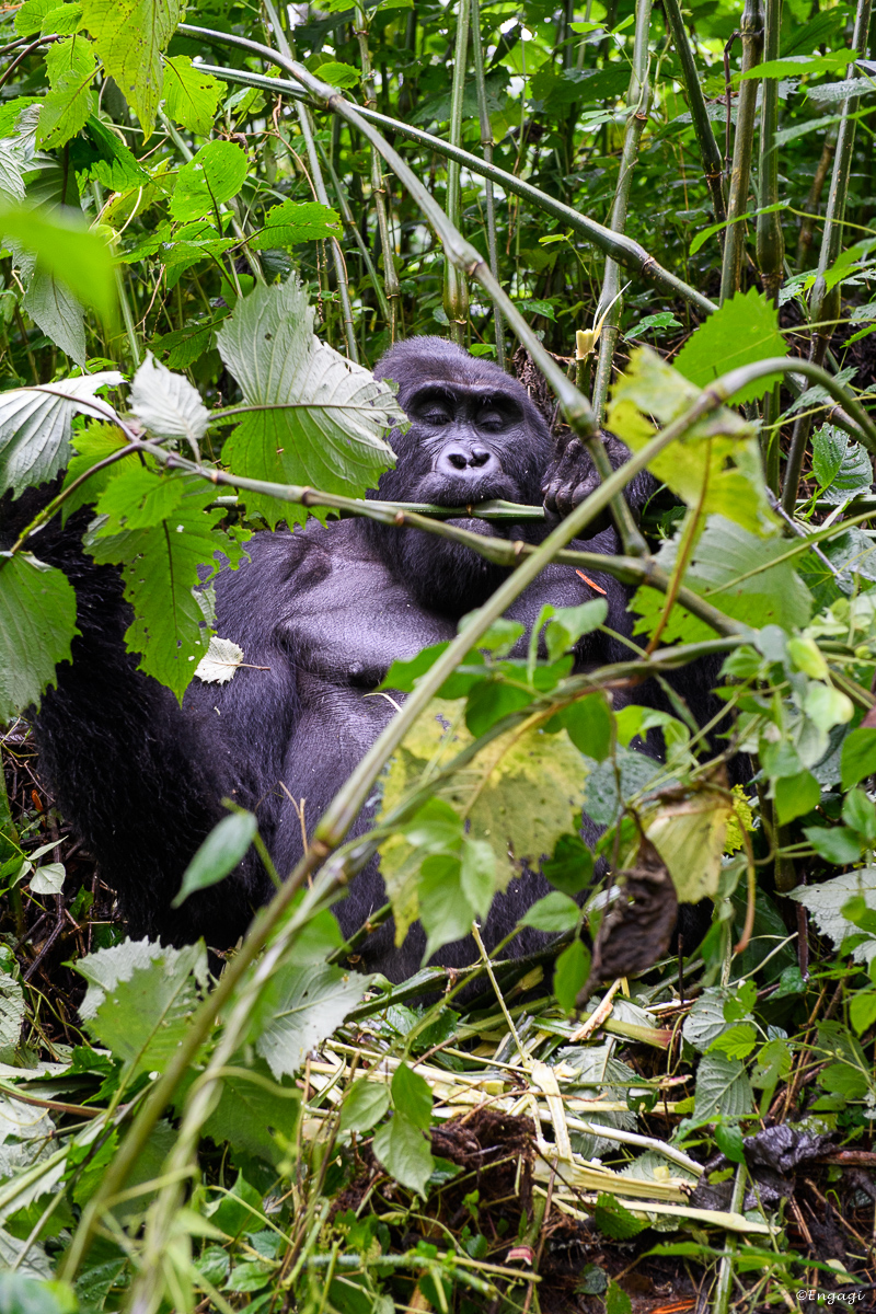 Uganda%202028.jpg