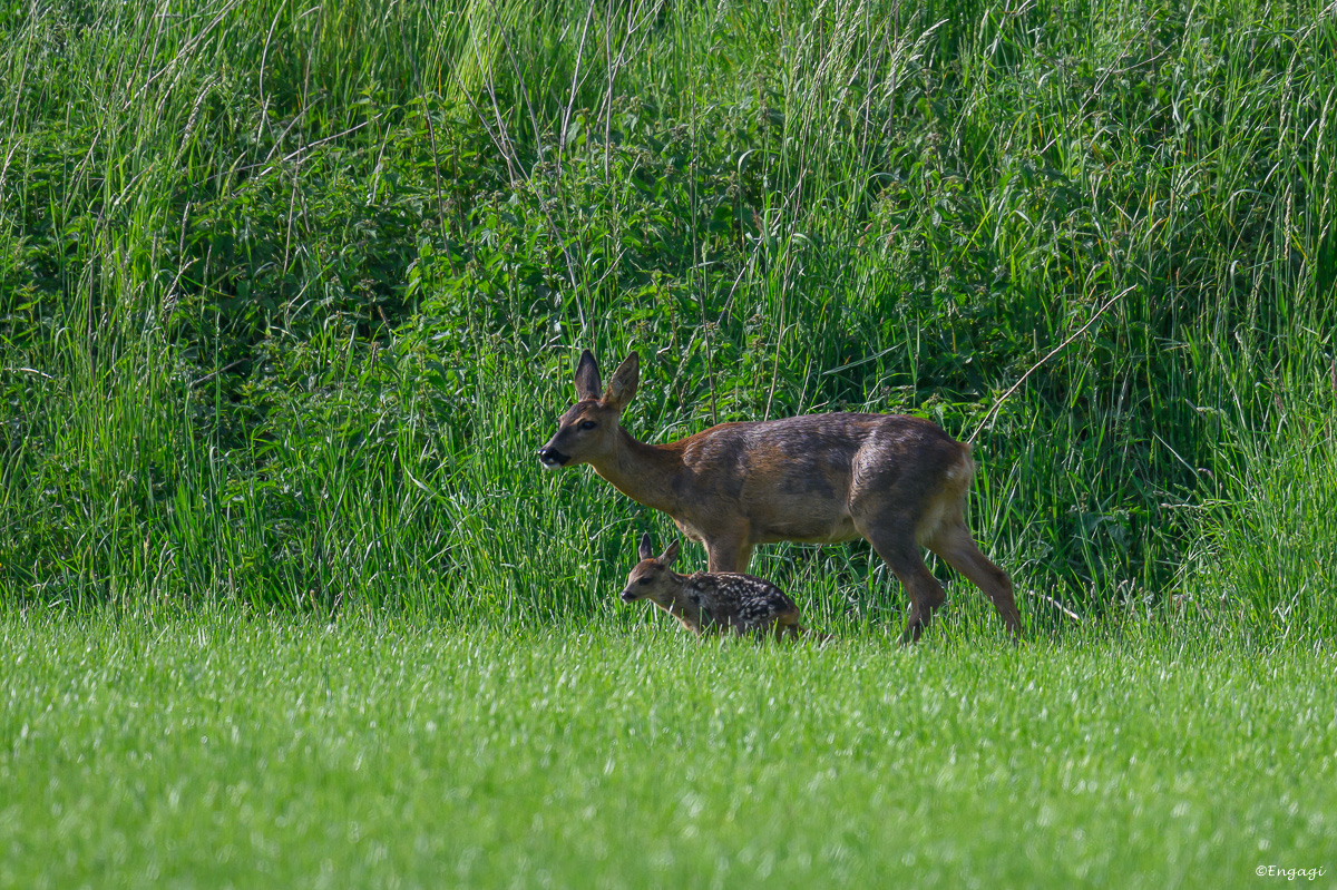 DSC_4161.jpg
