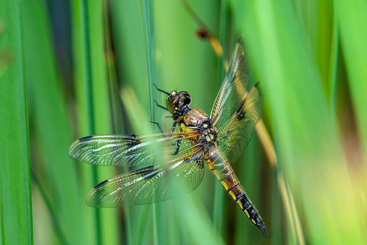 20180614_D500_1502NF.jpg