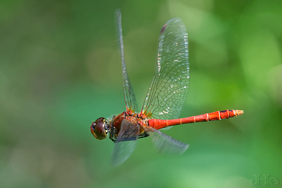BlutroteHeidelibelle0750.jpg