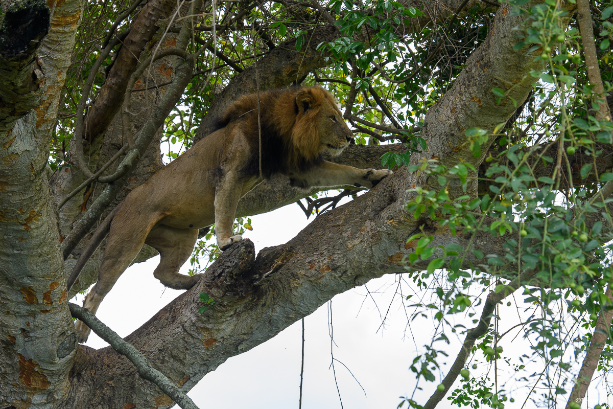 Uganda%201803.jpg