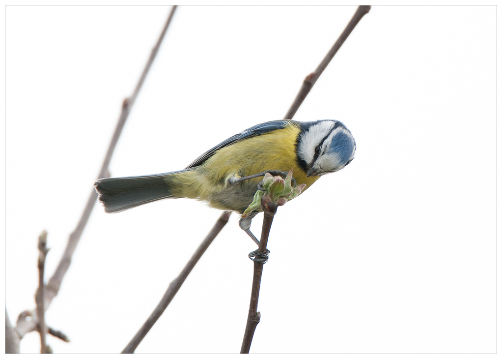 Blaumeise029.jpg
