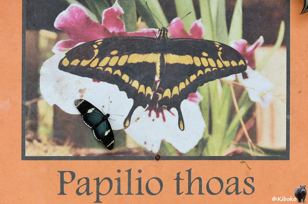 Das Bild zeigt den Ausschnitt eines Schildes mit einem großen schwarz-gelben Schmetterling auf einer Blüte. Auf dem orangen Rahmen steht mit schwarzer Schrift: Papilo thoas. Auf dem Bild sitzt direkt unter dem gezeigten Schmetterling ein echter Schmetterling mit schwarz-blau-weißen Flügeln.