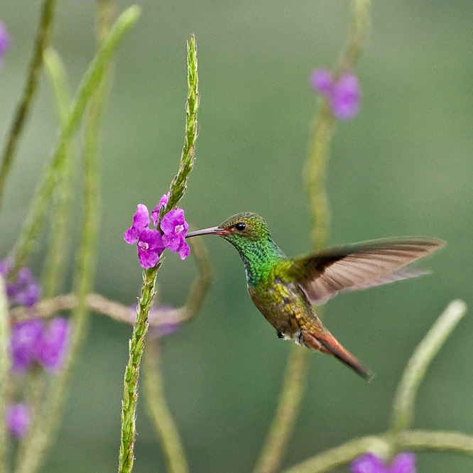web-kolibri5.jpg