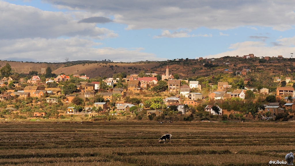 Ein Ort auf einem Berg mit kleinen Häusern und Kirche im Abendlicht. Davor sind abgeerntete Reisfelder mit Kühen.