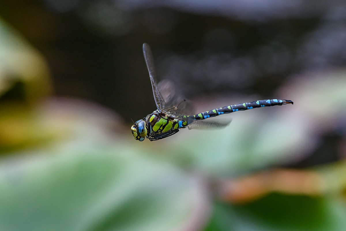 20180918_D500_1668NF.jpg
