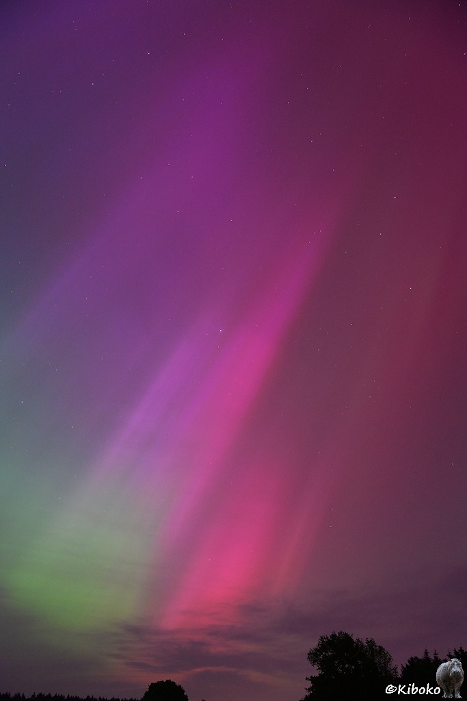 Das Bild zeit eine Hochformataufnahme von einem Polarlicht. Helle Streifen laufen von rechts oben nach links unten und weiten sich dabei auf. Links oben ist der Himmel dunkelviolett. Rechts oben ist der Himmel dunkelrot. Die Streifen durchlaufen violett, rosa und enden links unten in hellem grün. Baumkronen ragen unten ins Bild.