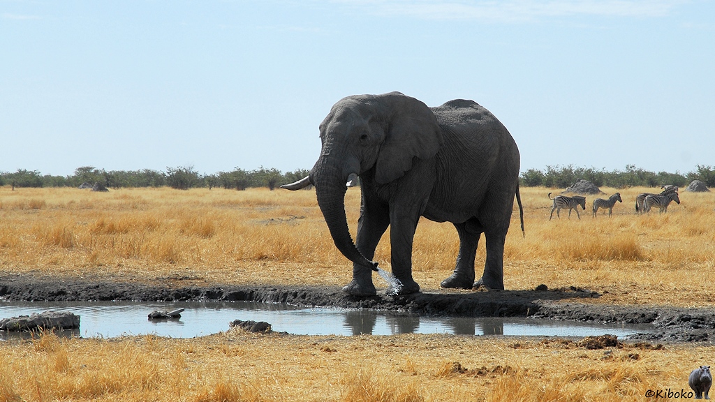 Ein Elefant steht an einem Wasserloch auf einer Ebene mit trockenem Gras. Wasser spritzt aus seinem Rüssel auf die Füße. Im Hintergrund laufen Zebras.